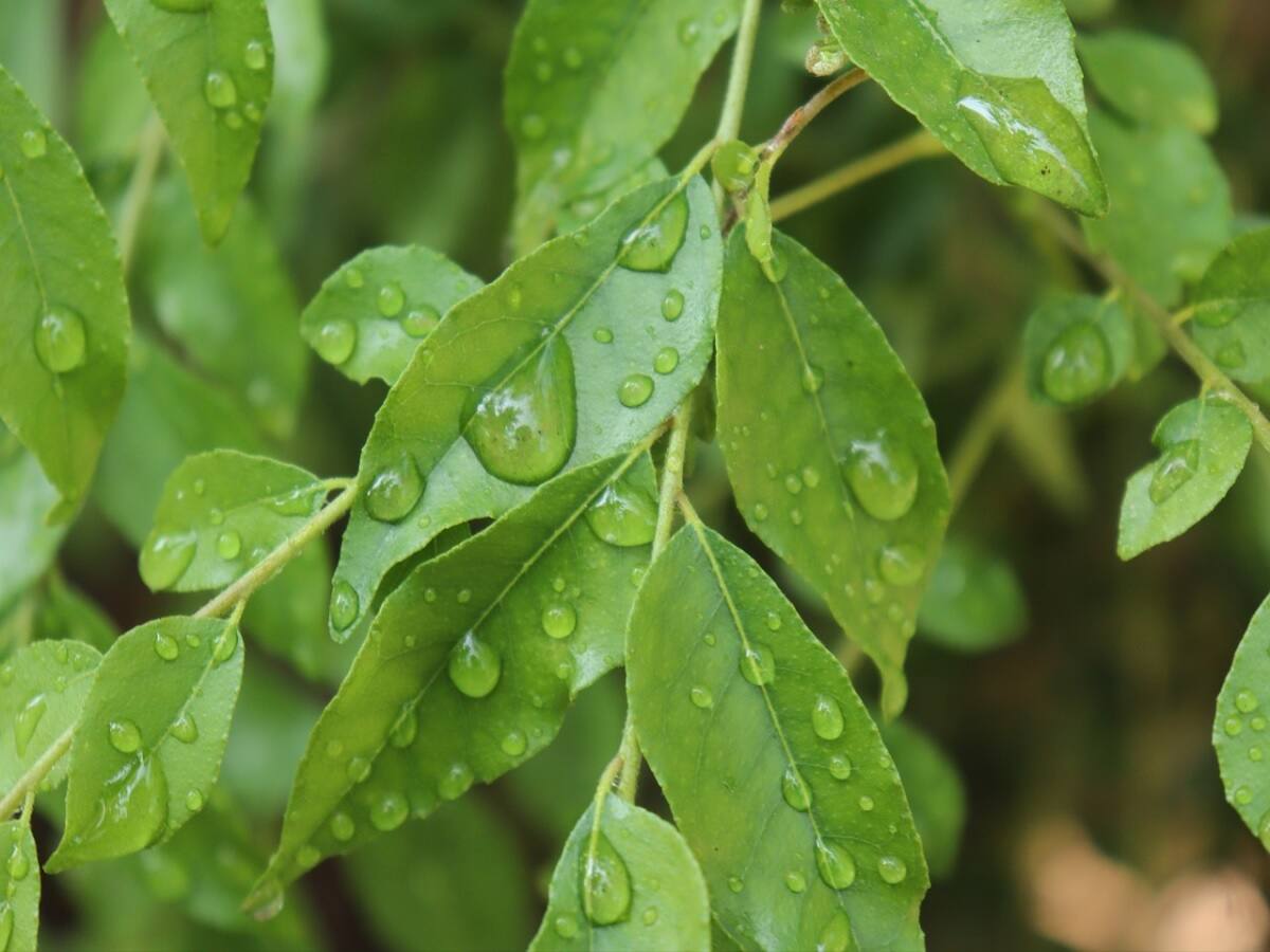 Curry Leaves: How Can It Benefit Your Heart? - Vimarsana News