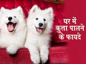 घर में कुत्ता पालने से दूर होता है, तनाव और साथ ही सेहत को मिलते हैं, ये जबदस्त फायदे