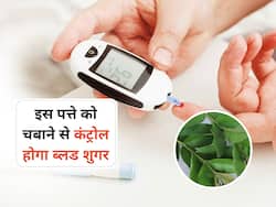 डायबिटीज के मरीज रोज चबाएं इस फल के पेड़ का पत्ता, ब्लड शुगर कम करने के लिए नहीं पड़ेगी दवाओं की जरूरत