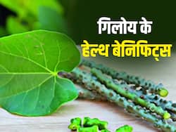 बदलते मौसम में रोगों से बचाने के लिए रामबाण है गिलोय? रोज इस्तेमाल से होंगे जबरदस्त लाभ