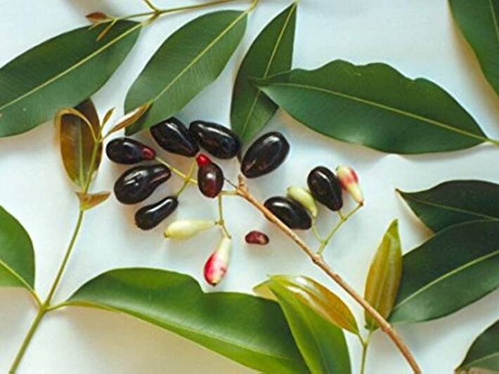 Top 5 Side Effects Of Eating Jamun Fruit