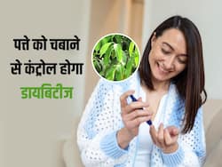 रात को चबाकर सो जाएं इस पेड़ का पत्ता सुबह कंट्रोल मिलेगा ब्लड शुगर, डायबिटीज का दुश्मन है घर के पास लगा ये पेड़