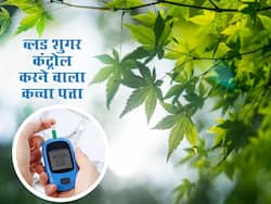 डायबिटीज के मरीज रोज सुबह उठते ही चबाना शुरू कर दें इस पेड़ का कच्चा पत्ता, अपने आप कंट्रोल होगा ब्लड शुगर
