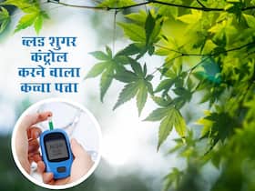 डायबिटीज के मरीज रोज सुबह उठते ही चबाना शुरू कर दें इस पेड़ का कच्चा पत्ता, अपने आप कंट्रोल होगा ब्लड शुगर