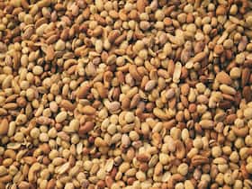 What Is The Right Way To Incorporate Dry Fruits Into Your Diet?