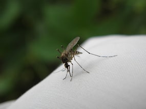 6 Vital Health Tips To Shield Children From Malaria