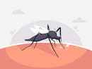 Dengue: Risks And Actions To Prevent It