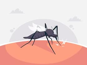 Dengue: Risks And Actions To Prevent It