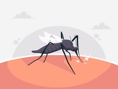 Dengue: Risks And Actions To Prevent It