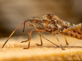 Dengue Death In Kolkata: One More Patient Dies Within A Week