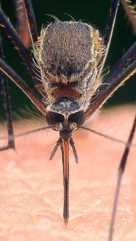Dengue Fever: Unraveling the Factors that Fuel Its Spread