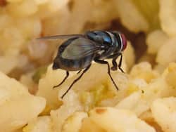 US Doctors Find A Fully Intact Housefly Inside The Intestine Of A Man: Could It Be Intestinal Myiasis?