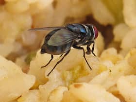 US Doctors Find A Fully Intact Housefly Inside The Intestine Of A Man: Could It Be Intestinal Myiasis?