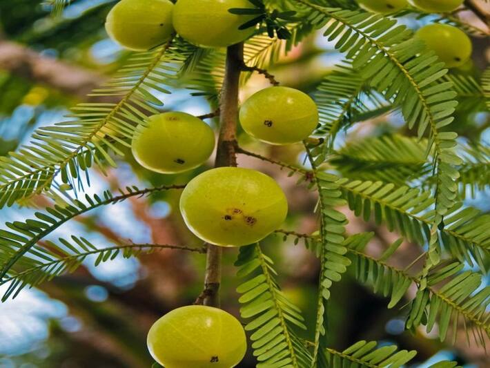 Does Taking Too Much Vitamin C Have Side Effects?