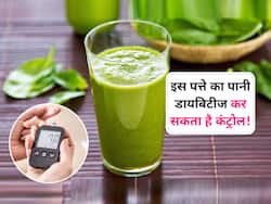 इस पत्ते का पानी 7 दिन में डायबिटीज को कर सकता है कंट्रोल, पैंक्रियाज में बढ़ा देगा इंसुलिन का स्तर 
