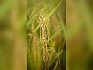 Brown Rice: Here' Why You Must Add This Superfood To Your Plate