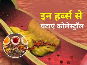 पेशाब के जरिए नसों में चिपचिपे बैड कोलेस्ट्रॉल को बाहर निकाल देंगी ये जड़ी-बूटियां, रोजाना इस तरह करें सेवन