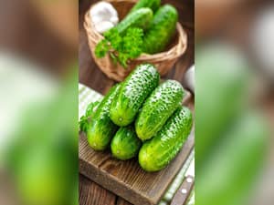 Unveiling the Hidden Powers of Cucumber: A Winter Superfood for Optimal Wellness