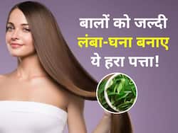 सप्ताह में सिर्फ 2 बार बालों में लगाएं ये हरा पत्ता, कुछ ही दिनों में बाल होने लगेंगे लंबे-घने