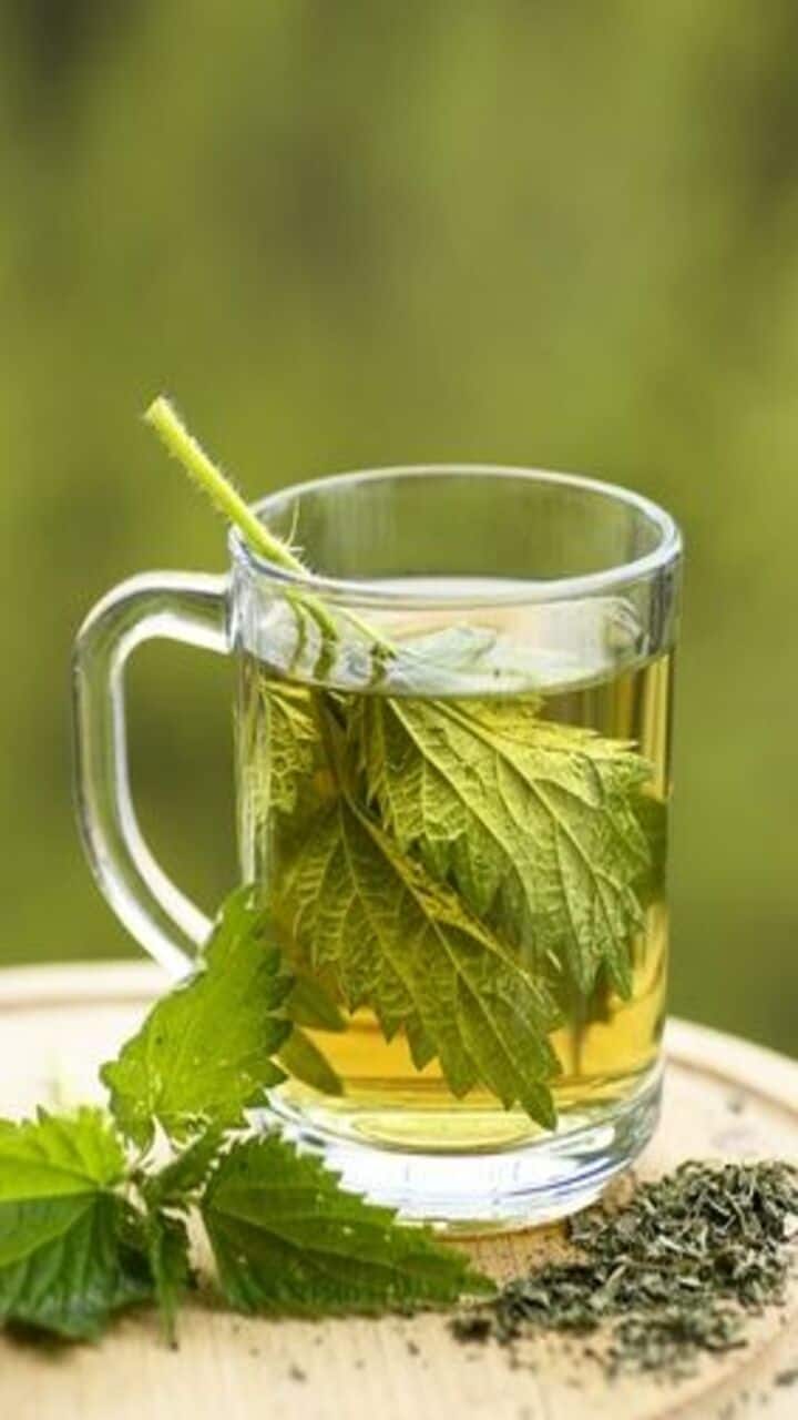 Health Benefits of Drinking Nettle Tea in Winter - Vimarsana News