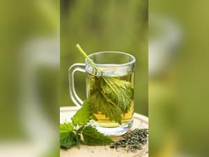 Health Benefits of Drinking Nettle Tea in Winter