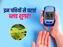 रातों-रात ब्लड शुगर घटाने के लिए चबाएं ये 5 तरह की पत्तियां, 40 साल की उम्र में रहेंगे हमेशा शुगर फ्री