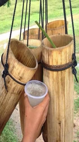 Can Palm Juice Improve Your Overall Health?