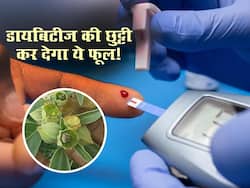 डायबिटीज के मरीज रोज सुबह पी लें इस फूल का पानी, दवा के बिना ही ब्लड शुगर हो जाएगा कंट्रोल