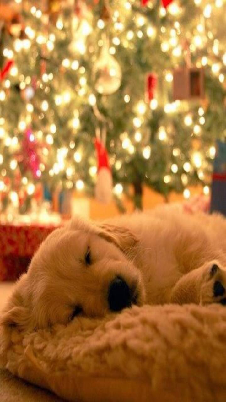 Ensure A Safe Diwali for Your Pet: Safety Precautions - Vimarsana News