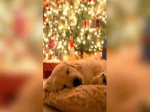 Ensure A Safe Diwali for Your Pet: Safety Precautions