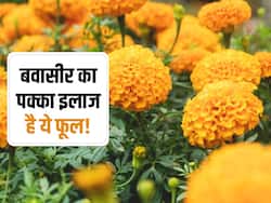 बवासीर में बहुत फायदेमंद होता है इस पीले फूल का सेवन, दर्द और चुभन से मिलता है आराम