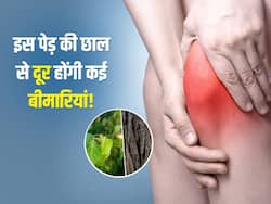 जोड़ों में दर्द हो या त्वचा में सूजन नेचुरल पेनकिलर का काम करेगी इस पेड़ की छाल, जान लें इस्तेमाल का सही तरीका