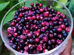 Falsa Fruit Benefits For Skin: 5 Benefits Of Eating Indian Sherbet Berry