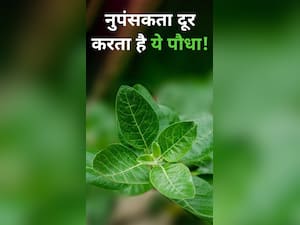 पुरुषों की नपुंसकता को दूर करने में बेहद कारगर है ये पौधा