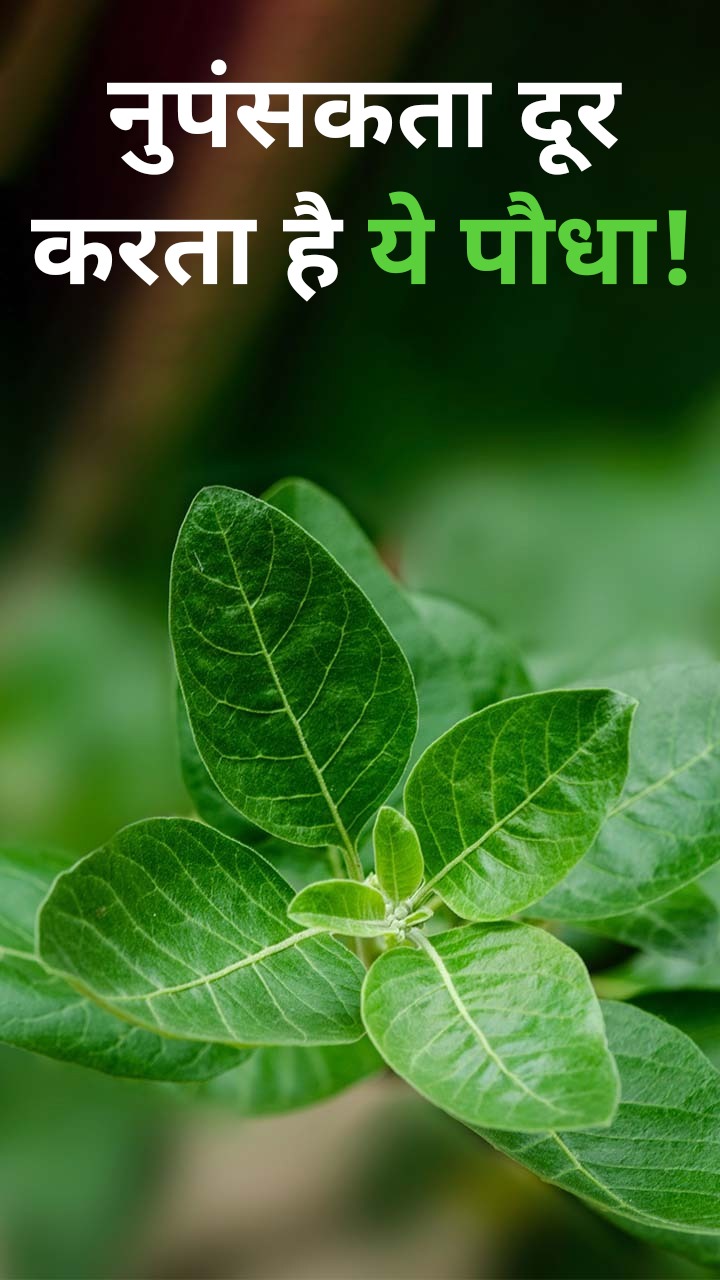 पुरुषों की नपुंसकता को दूर करने में बेहद कारगर है ये पौधा