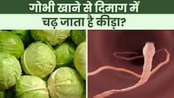 Cabbage tapeworm: सावधान.. पत्तागोभी खाने से दिमाग में घुस जाता हैं यह कीड़ा