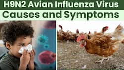 H9N2 Virus: What is Avian Flu? Causes, Symptoms and Prevention