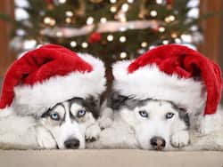 6 Winter Care Tips for Your Pet