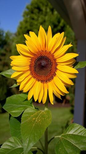 8 Benefits of Adding Sunflower Seeds To Your Diet