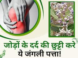 जोड़ों के दर्द की छुट्टी कर देगा ये जंगली पत्ता, दादी-नानी बरसों से कर रही हैं इस तरह से इस्तेमाल