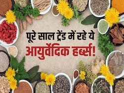 पूरे साल स्वस्थ रहने के लिए लोगों ने इन हर्ब्स पर किया भरोसा, आप भी जरूर करें ट्राई