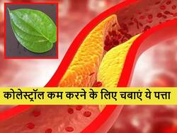 खाली पेट सिर्फ एक मिनट के लिए चबाएं ये पत्ता और दिनभर के लिए हाई कोलेस्ट्रॉल की हो जाएगी छुट्टी