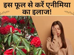 एनीमिया की शिकायत दूर कर सकता है यह फूल, हीमोग्लोबिन बढ़ाने के लिए इस तरह करें इस्तेमाल