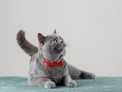 Could Being Around Cats In Childhood Have A Link To Schizophrenia? Here's What A Study Found