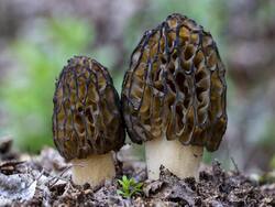 Bhagyashree Swears By The Wild Himalayan Morel Mushroom: Here's Why You Should, Too