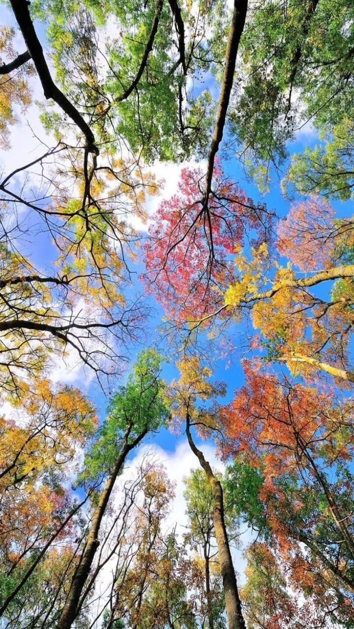 Nature's Pharmacy: 9 Powerful and Free Medicines for Mental Health - Vimarsana News