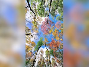 9 Natural Remedies to Boost Your Mental Health