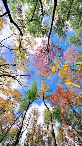 9 Natural Remedies to Boost Your Mental Health
