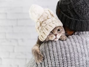 Here's A Balanced And Nutritious Diet For Your Pets