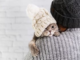 How Do You Take Good Care Of Your Pet During The Monsoon Season